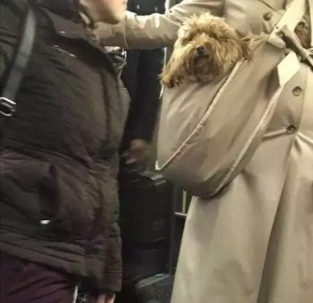 紐約地鐵說,只要包裡塞得下,就可以帶狗,於是主人們都很拼...尤其是最後一張 ,笑慘了!