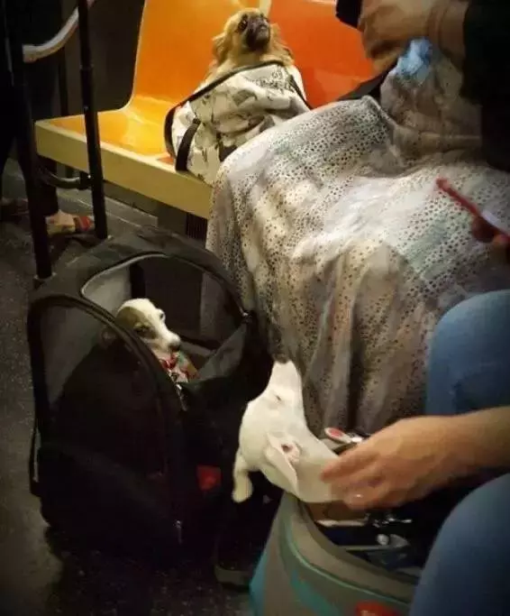 紐約地鐵說,只要包裡塞得下,就可以帶狗,於是主人們都很拼...尤其是最後一張 ,笑慘了!