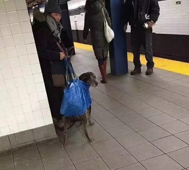 紐約地鐵說,只要包裡塞得下,就可以帶狗,於是主人們都很拼...尤其是最後一張 ,笑慘了!