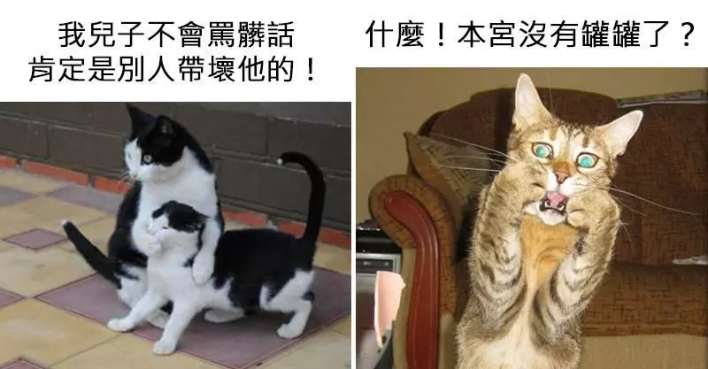 15張「配上對白後根本是吳宗憲」的爆笑貓照 發懶的姿勢就是休假的你!