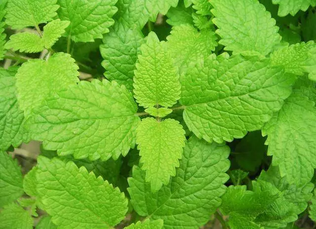 幽門螺桿菌「最怕」這6種食物,經常多吃點,幫你養好胃,趕走胃病和口臭