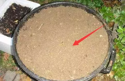 家裡的花養不好?不用肥料,一根香蕉全搞定!花草長勢旺、不黃葉、不長蟲