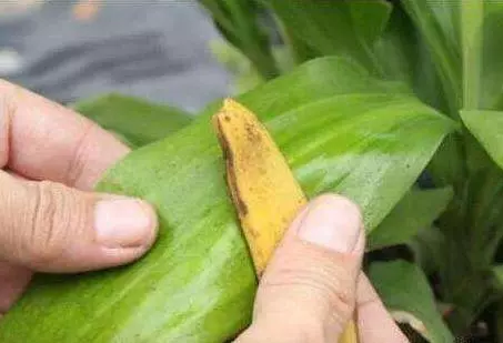 家裡的花養不好?不用肥料,一根香蕉全搞定!花草長勢旺、不黃葉、不長蟲