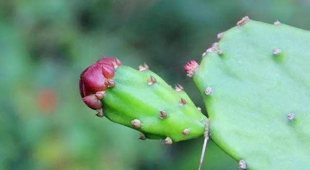 木瓜加食鹽,對付腰間盤突出、坐骨神經痛的一把好手