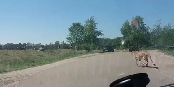 這對夫妻不怕死帶小孩下車危險拍獵豹,竟慘被當成食物!他們全家人眼睜睜看著「獵豹朝自己衝過來」!