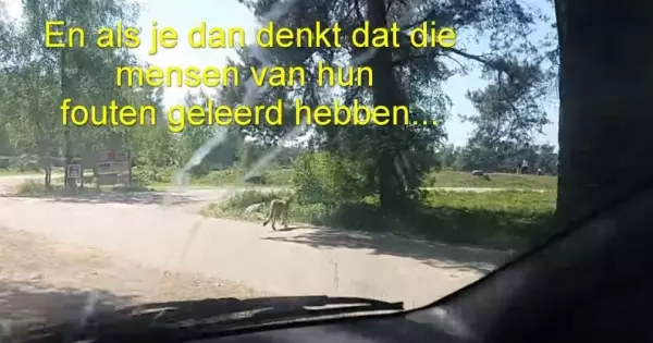 這對夫妻不怕死帶小孩下車危險拍獵豹,竟慘被當成食物!他們全家人眼睜睜看著「獵豹朝自己衝過來」!