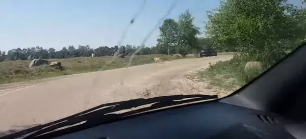 這對夫妻不怕死帶小孩下車危險拍獵豹,竟慘被當成食物!他們全家人眼睜睜看著「獵豹朝自己衝過來」!