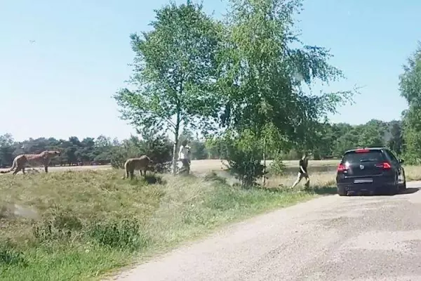 這對夫妻不怕死帶小孩下車危險拍獵豹,竟慘被當成食物!他們全家人眼睜睜看著「獵豹朝自己衝過來」!