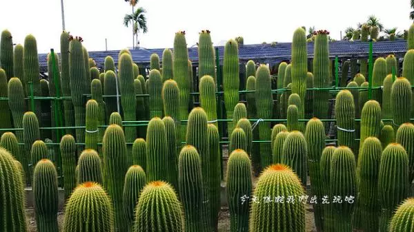 出發吧!慢遊彰化。吃飽飽再來歷史人文彩繪之旅
