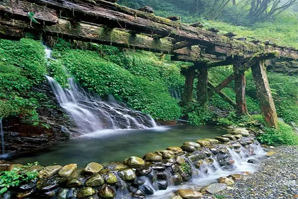 漫遊療癒山林步道!森林系五大微秘境