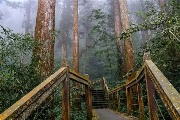 漫遊療癒山林步道!森林系五大微秘境