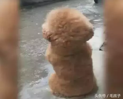 狗狗下雨天不能出門太鬱悶,狗狗一轉身,大家都笑噴