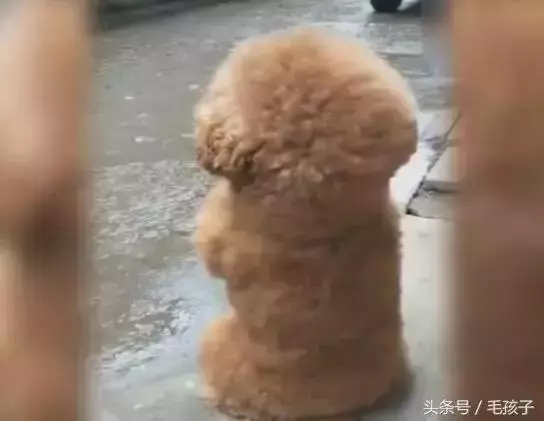 狗狗下雨天不能出門太鬱悶,狗狗一轉身,大家都笑噴