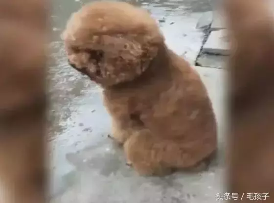 狗狗下雨天不能出門太鬱悶,狗狗一轉身,大家都笑噴