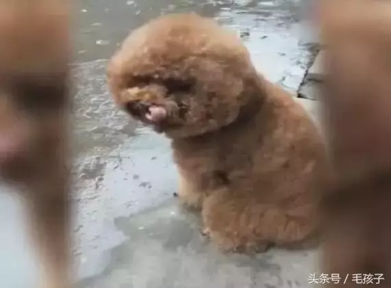 狗狗下雨天不能出門太鬱悶,狗狗一轉身,大家都笑噴