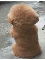 狗狗下雨天不能出門太鬱悶,狗狗一轉身,大家都笑噴