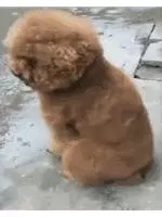狗狗下雨天不能出門太鬱悶,狗狗一轉身,大家都笑噴