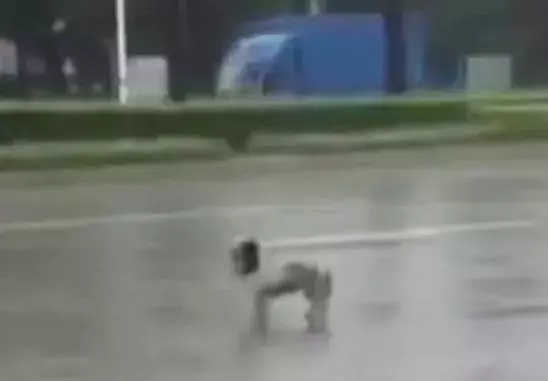 去接新娘的路上遇到淋雨小狗,新郎告訴司機:快停車,新郎與狗出現暖心畫面