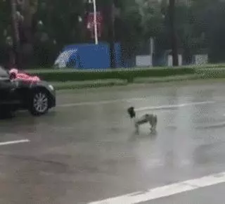 去接新娘的路上遇到淋雨小狗,新郎告訴司機:快停車,新郎與狗出現暖心畫面