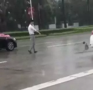 去接新娘的路上遇到淋雨小狗,新郎告訴司機:快停車,新郎與狗出現暖心畫面