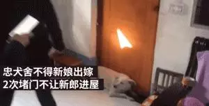 去接新娘的路上遇到淋雨小狗,新郎告訴司機:快停車,新郎與狗出現暖心畫面