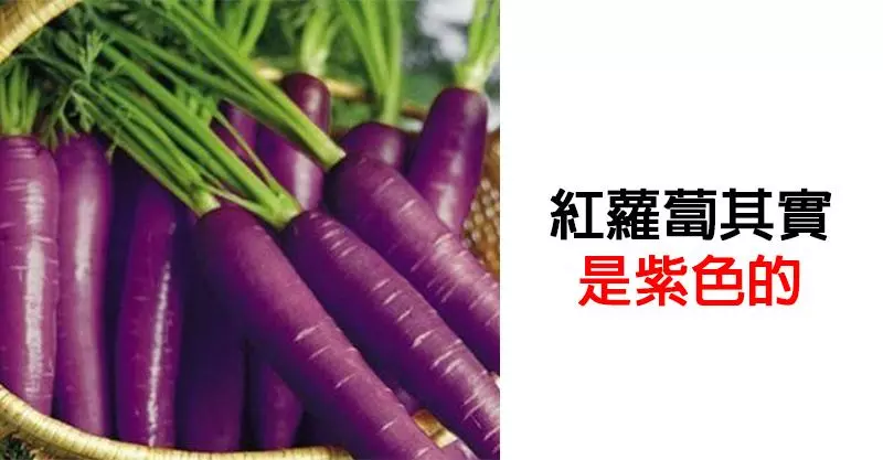 13個「即使投胎過也不一定知道」的驚奇小知識 沙烏地阿拉伯根本沒產駱駝!
