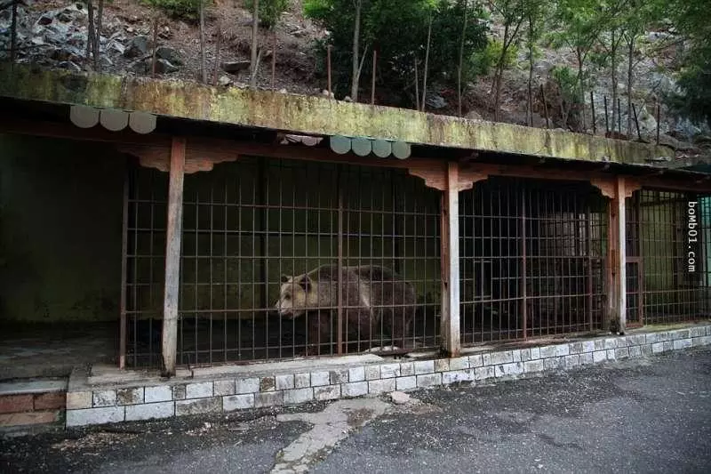 這隻「世界上最悲傷的熊」被無良商人困在鐵籠2年終於獲救,但大家很快就發現還不能高興得太早…