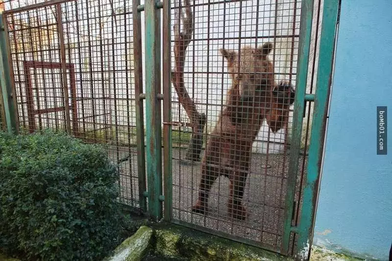 這隻「世界上最悲傷的熊」被無良商人困在鐵籠2年終於獲救,但大家很快就發現還不能高興得太早…