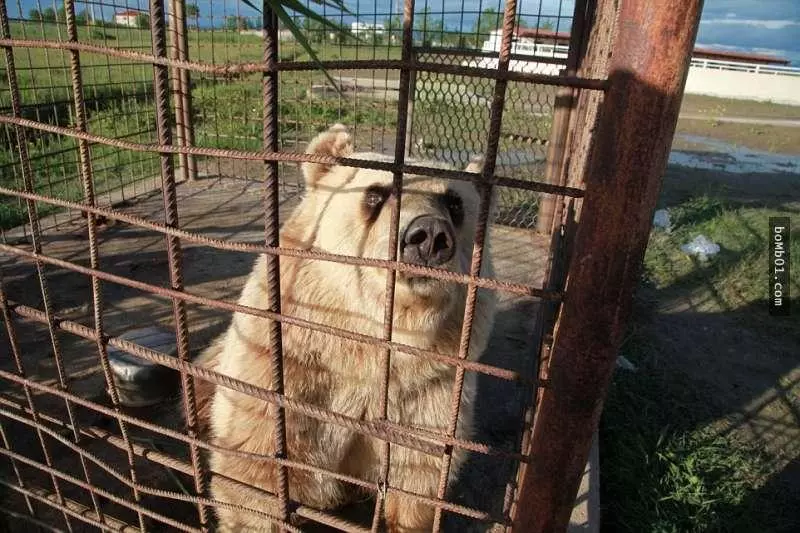 這隻「世界上最悲傷的熊」被無良商人困在鐵籠2年終於獲救,但大家很快就發現還不能高興得太早…