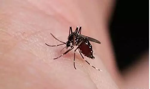 蚊子最高能飛到幾層樓?生物學家給出答案,你買對樓層了嗎?