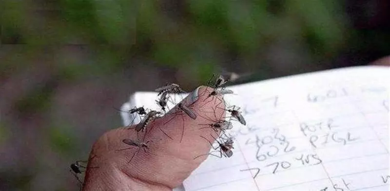蚊子最高能飛到幾層樓?生物學家給出答案,你買對樓層了嗎?