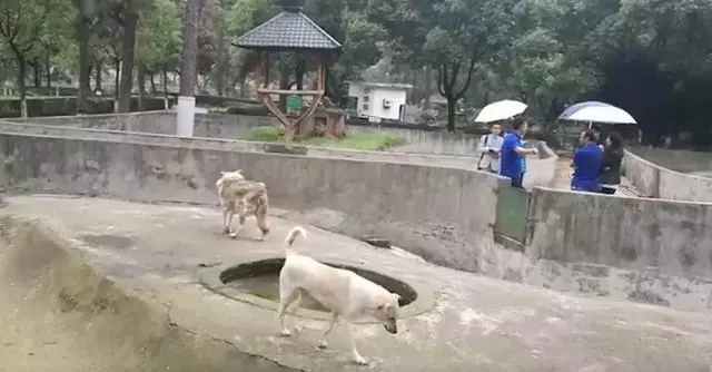 動物園讓狗陪孤狼有何不妥?狼不依賴人,和狗恩愛生活不可以嗎?