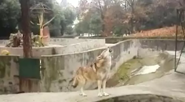 動物園讓狗陪孤狼有何不妥?狼不依賴人,和狗恩愛生活不可以嗎?