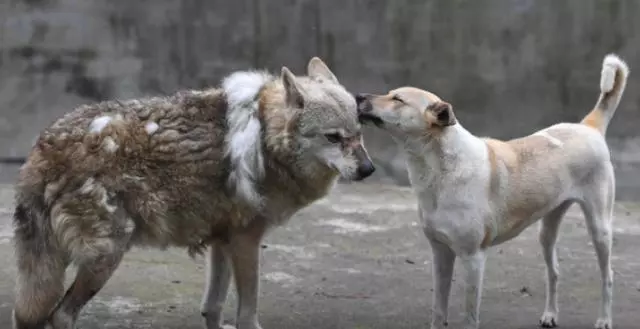 動物園讓狗陪孤狼有何不妥?狼不依賴人,和狗恩愛生活不可以嗎?