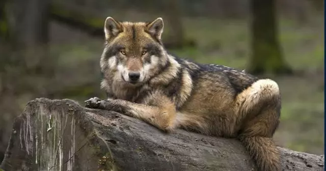 動物園讓狗陪孤狼有何不妥?狼不依賴人,和狗恩愛生活不可以嗎?