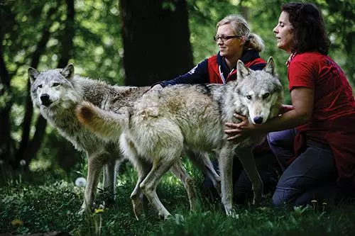 動物園讓狗陪孤狼有何不妥?狼不依賴人,和狗恩愛生活不可以嗎?