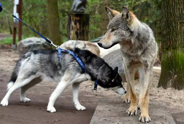 動物園讓狗陪孤狼有何不妥?狼不依賴人,和狗恩愛生活不可以嗎?