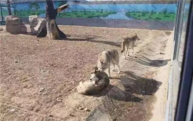 動物園讓狗陪孤狼有何不妥?狼不依賴人,和狗恩愛生活不可以嗎?