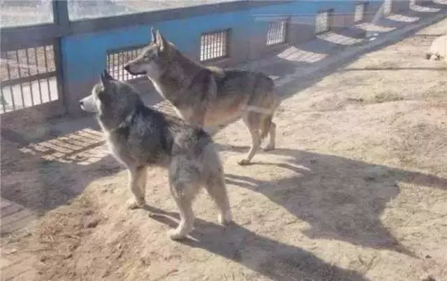 動物園讓狗陪孤狼有何不妥?狼不依賴人,和狗恩愛生活不可以嗎?