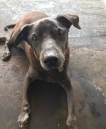 狗狗趴奶奶遺照前離世,感謝16年前的收留,家人把它葬在院子