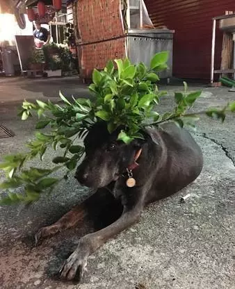 狗狗趴奶奶遺照前離世,感謝16年前的收留,家人把它葬在院子