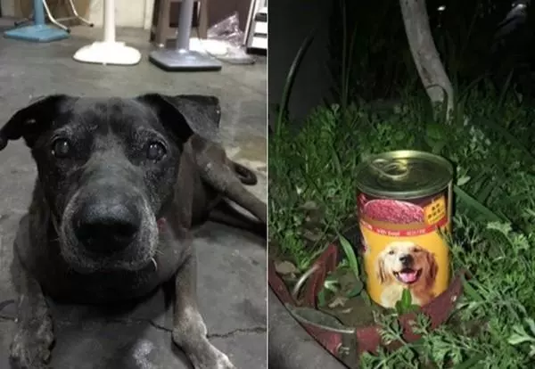狗狗趴奶奶遺照前離世,感謝16年前的收留,家人把它葬在院子