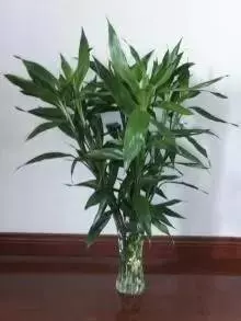 【開運法寶】想要富,家裡需要買個花瓶,夫妻賺大錢,全家都平安