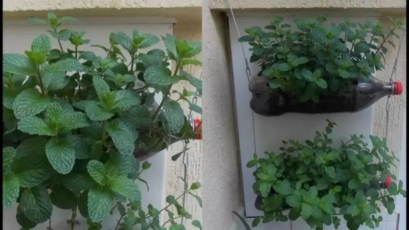 薄荷對人們的10大益處,不僅能做菜,居然還是良藥,廚房陽臺都要種上一盆