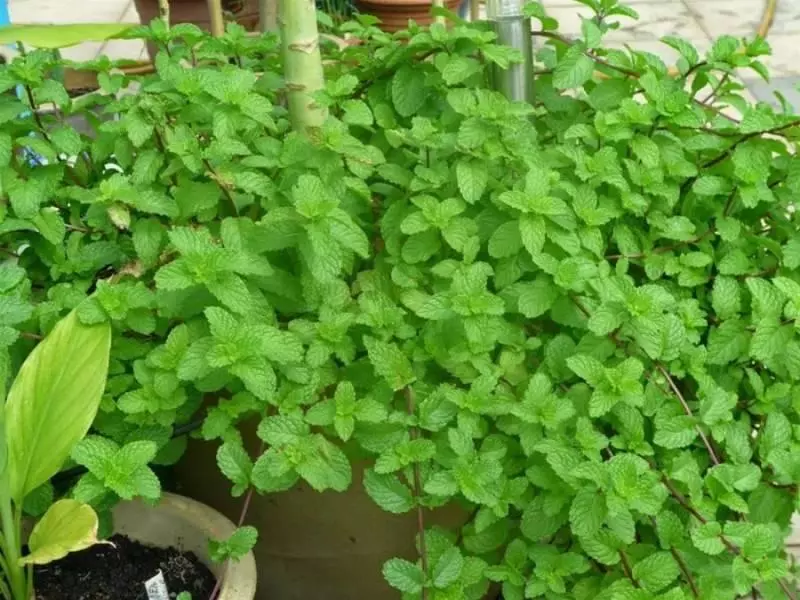 薄荷對人們的10大益處,不僅能做菜,居然還是良藥,廚房陽臺都要種上一盆