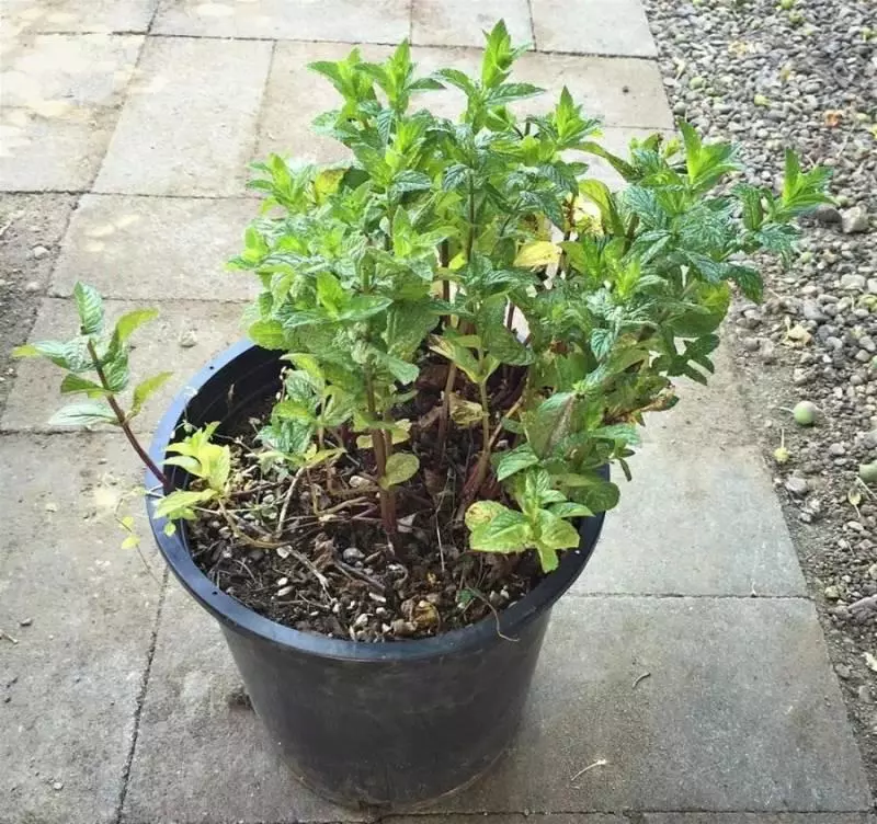 薄荷對人們的10大益處,不僅能做菜,居然還是良藥,廚房陽臺都要種上一盆