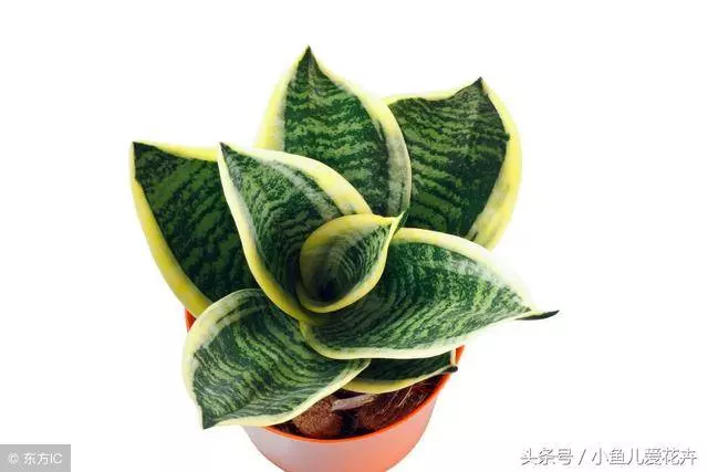 客廳擺放「虎皮蘭」對家居風水有哪些影響作用