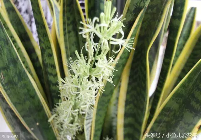 客廳擺放「虎皮蘭」對家居風水有哪些影響作用