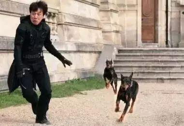 為什麼人被狗追的時候,只要人一蹲下狗就會跑?