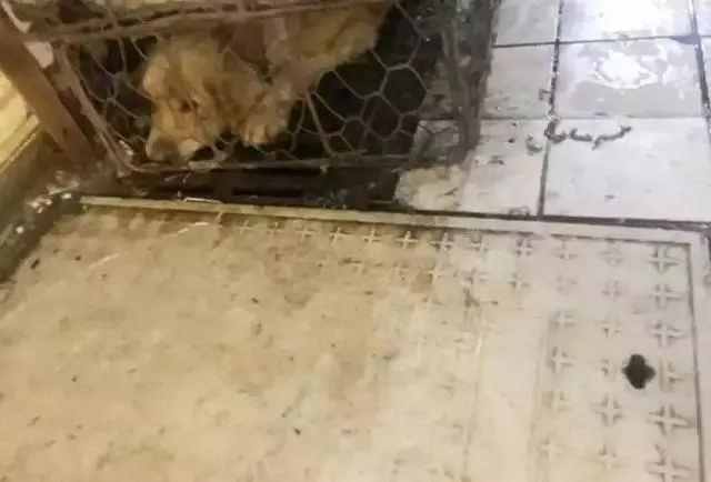 網友將金毛從狗肉店救出,道別狗狗在車後狂追,狗狗:謝謝你救我!